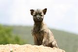 CAIRN TERRIER 595